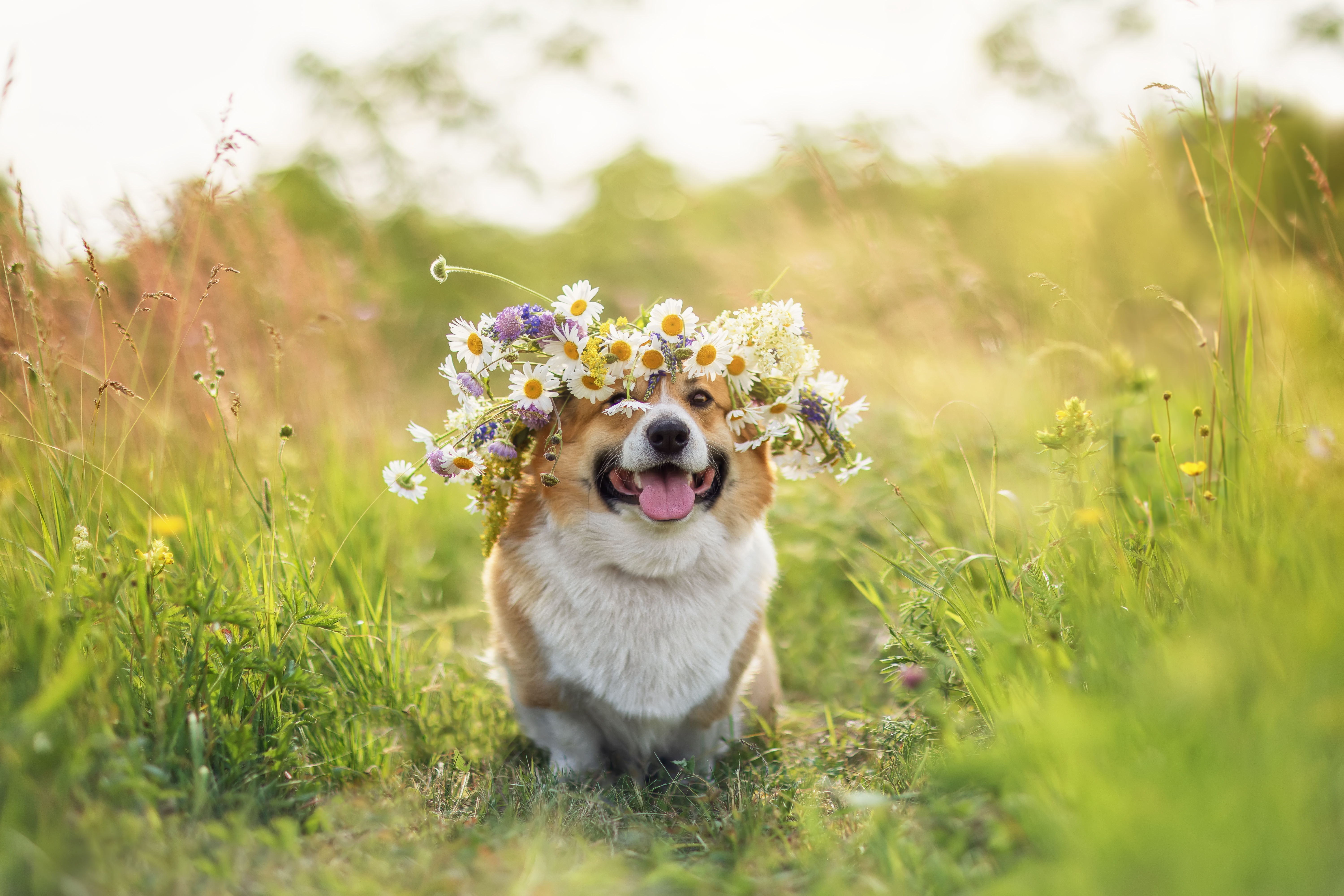 Hund med blomsterkrans i parken