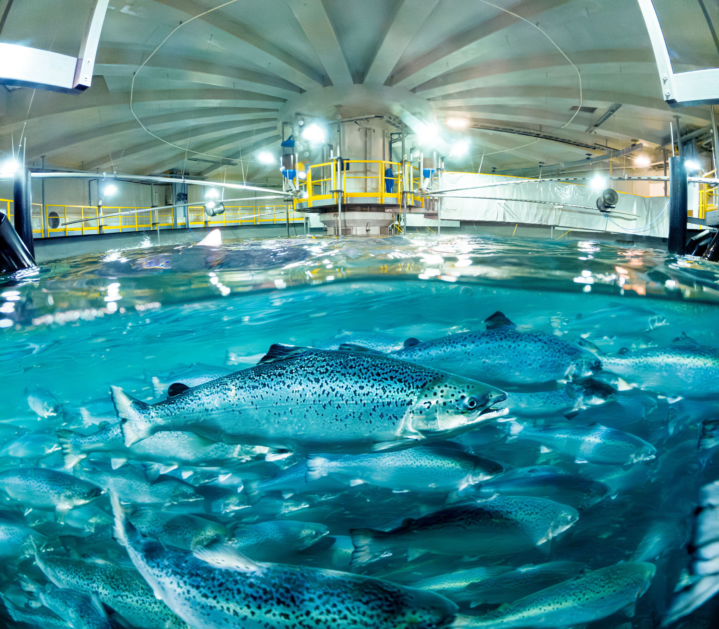 Laks under vann i et oppdrettsannlegg foto:Salmon Evolution Indre Harøy