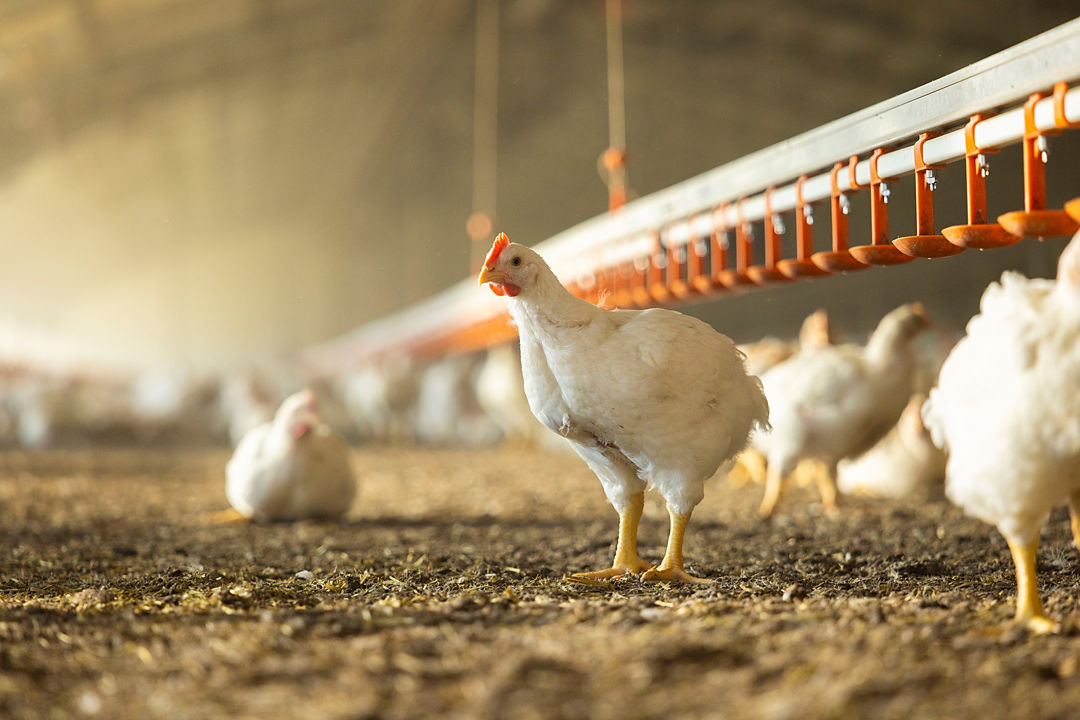 Hubbard kylling i fjøs. Fotograf/Opphav: Terje Trobe