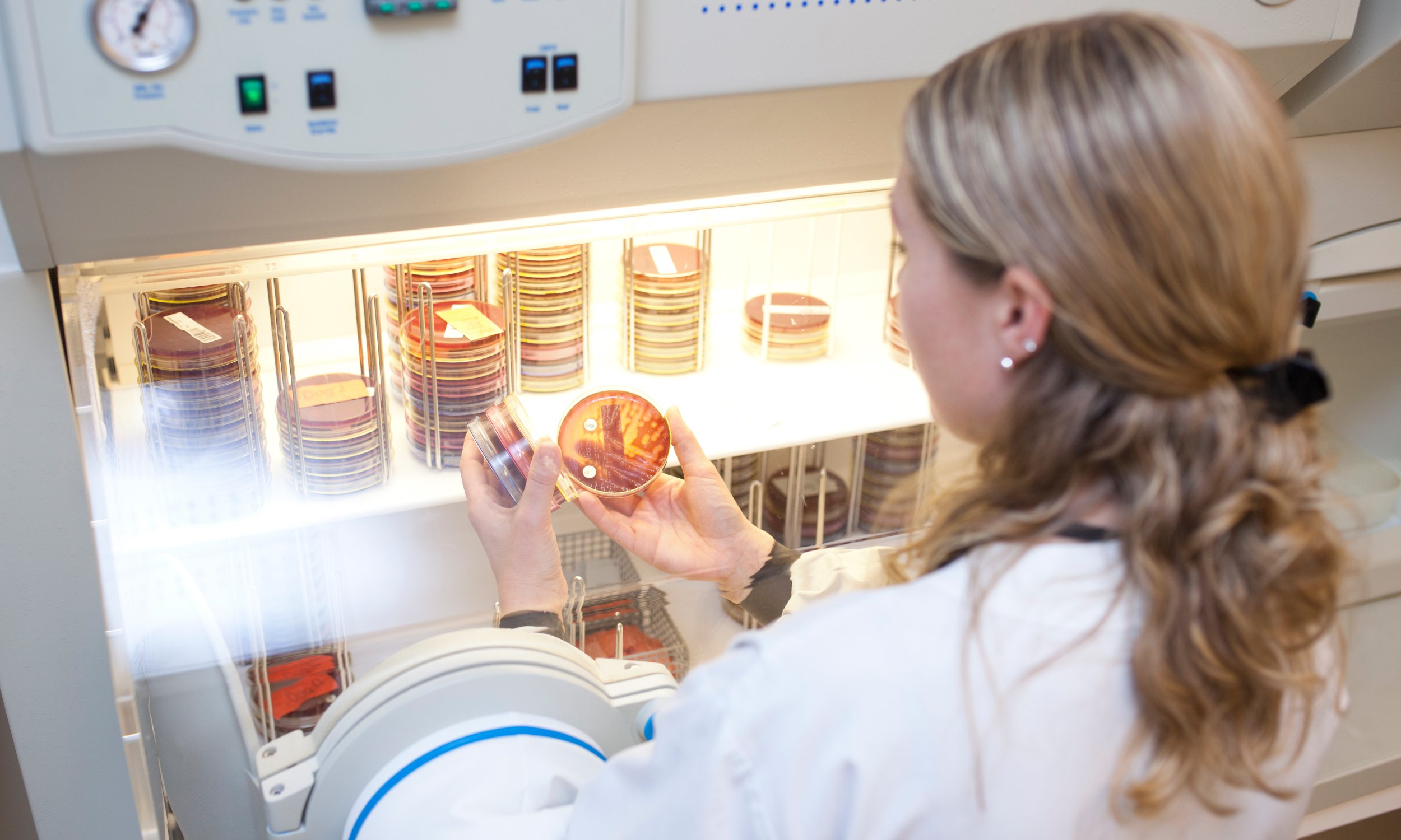 Woman in lab coat examines bacterial growth on petri dish in a microbiology laboratory.