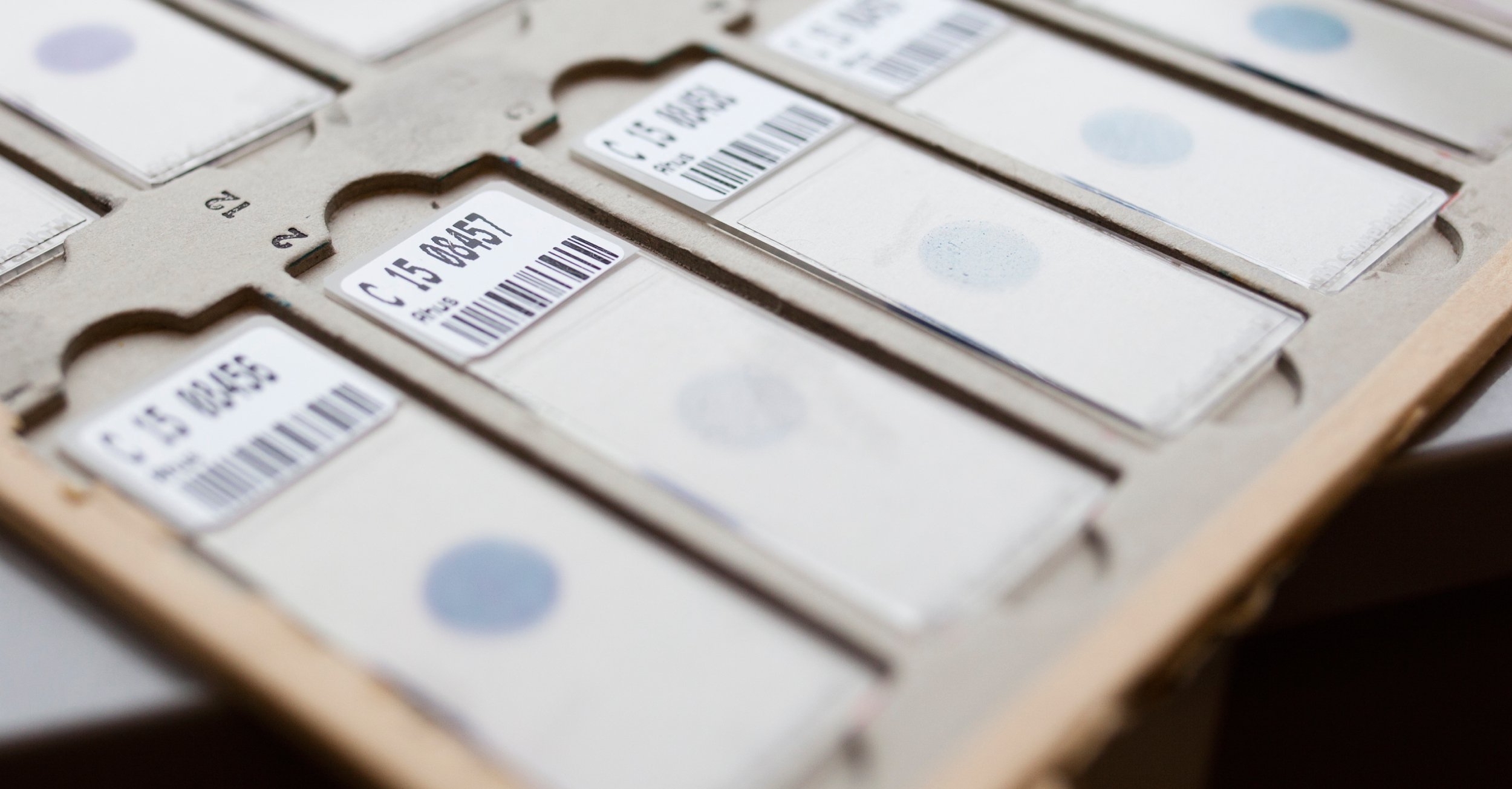 Slides with colored tissue samples and barcodes, ready for analysis in the laboratory.