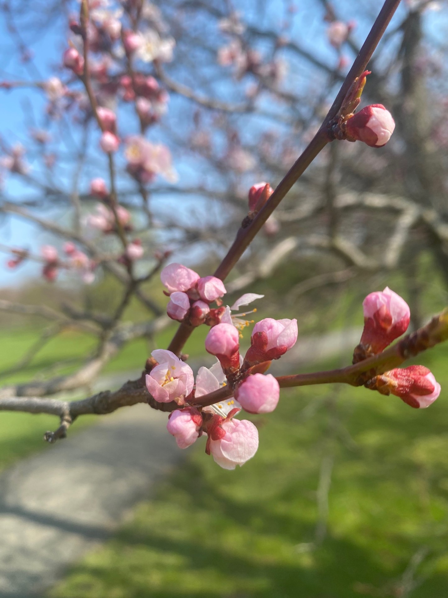 Blomster fra Ringve botaniske hage foto: Aurora Kristiansen