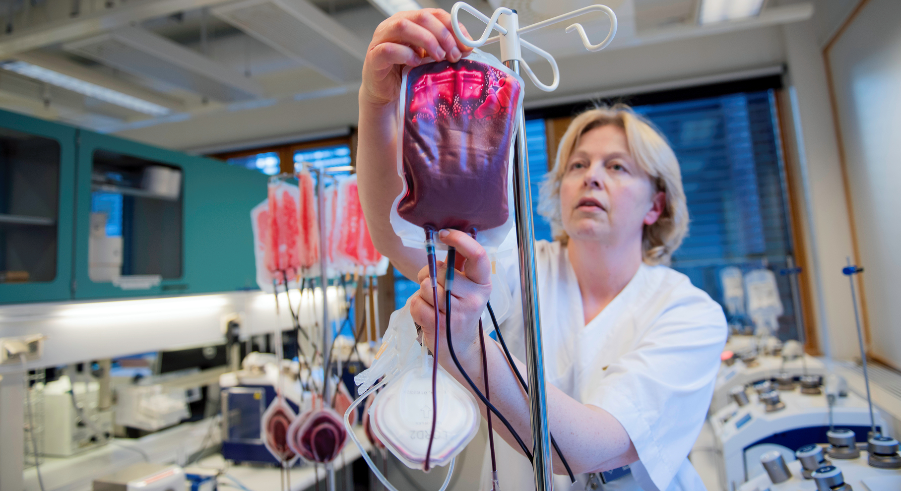 En bioingeniør henger opp en blodpose i et laboratorium, med flere poser og medisinsk utstyr i bakgrunnen.